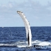 whale_humpback_h_00620_dom2677.jpg